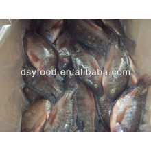 Frozen Tilapia whole round fish